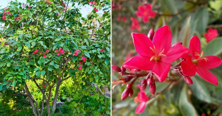 Jatropha Tree Secrets: How to Grow it Like a Pro!