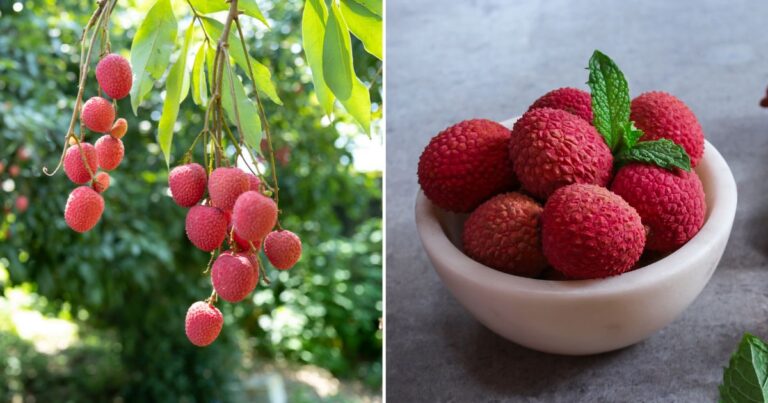 Lychee: Can You Really Grow It in Your Own Backyard?