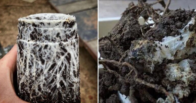 Mycorrhizal Fungi: The Key to a Bountiful Garden