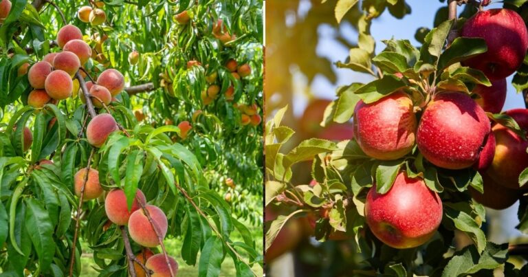 Peach or Apple: Choosing the Right Fruit Tree for Your Garden