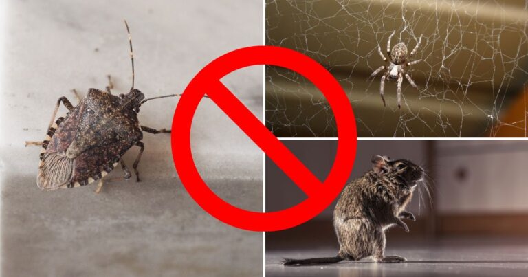 Pest Patrol: 6 Critters You Don’t Want Crashing Your Fall