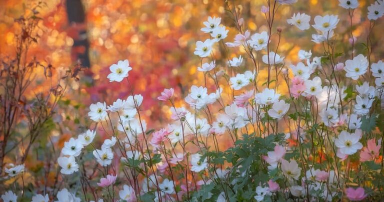 8 Reasons to Welcome Japanese Anemones This Fall