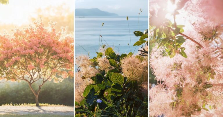 8 Secrets to Growing a Jaw-Dropping Smoke Tree That Will Wow Your Garden