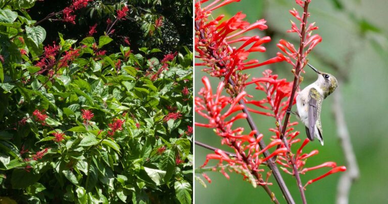 10 Secrets to Unleashing Stunning Firespike Blooms in Your Garden