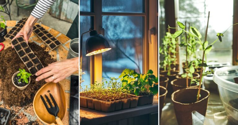 Best Seeds to Start Growing in January