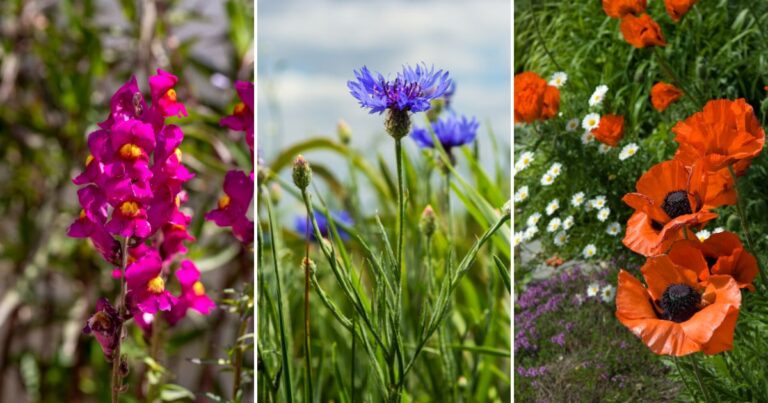 20 Self-Seeding Plants for a Garden That Practically Grows Itself