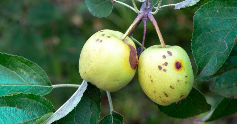 Silent Invaders: 17 Pests Threatening Your Apple Trees
