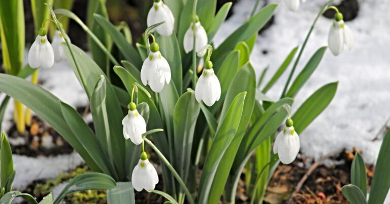 Elegance in White: How to Nurture Snowdrops in Your Garden