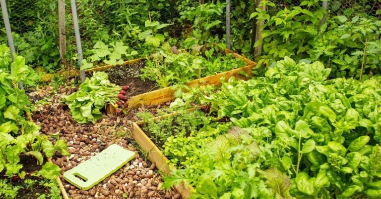 Sow, Grow, Reap: How to Start and Maintain a Kitchen Garden