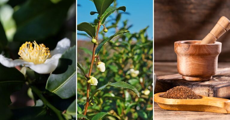 7 Simple Steps to Growing Your Own Tea Plant at Home (Yes, You Can!)
