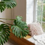 Struggling with Low Light? Here Are 15 Plants Perfect for North-Facing Windows