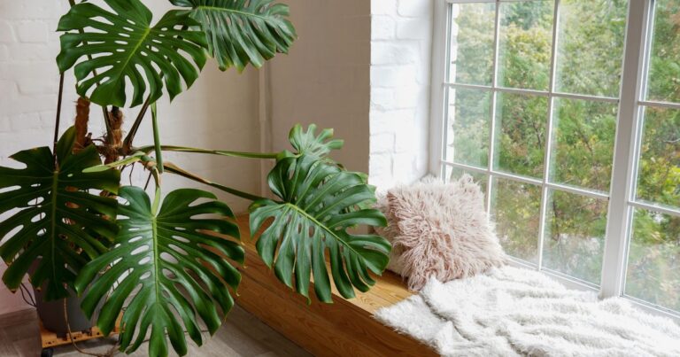 Struggling with Low Light? Here Are 15 Plants Perfect for North-Facing Windows