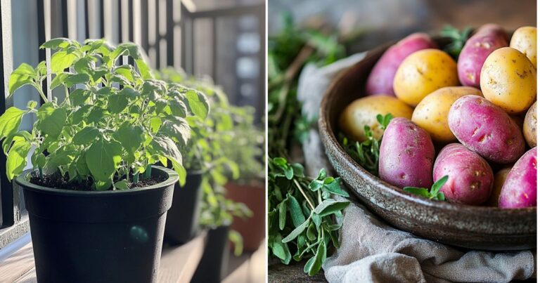 This is Why You Should Grow Potatoes in Containers at Home