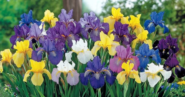 Top 24 Bulbs to Plant Now for the Brightest Spring Ever