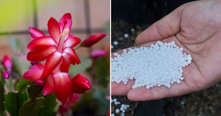 Top Fertilizers for Christmas Cacti – Achieve Blooming Success