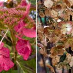 Troubleshooting Hydrangeas: 11 Common Problems and Fixes