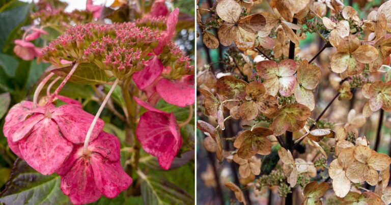 Troubleshooting Hydrangeas: 11 Common Problems and Fixes