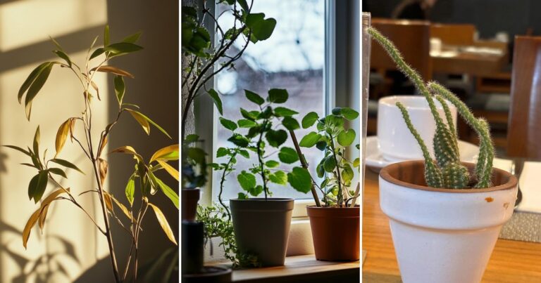 Understanding Etiolation: How to Help Light-Starved Plants Thrive