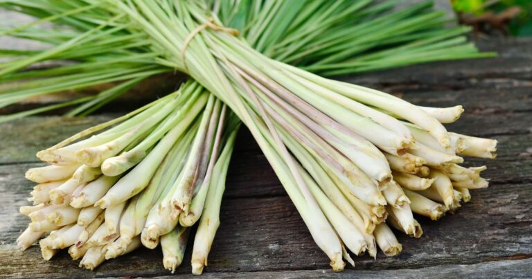 Want Fresh Lemongrass All Year? Here’s How You Can Grow It at Home!