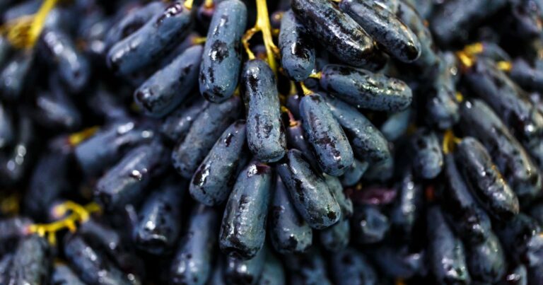 Sweet, Nutritious, and Versatile: What Makes Moon Drop Grapes Special?
