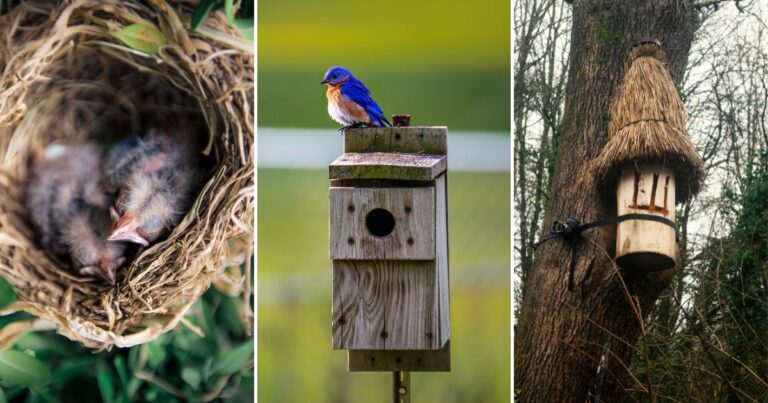 Wildlife-Friendly Gardens: Why Your Backyard Needs One Now