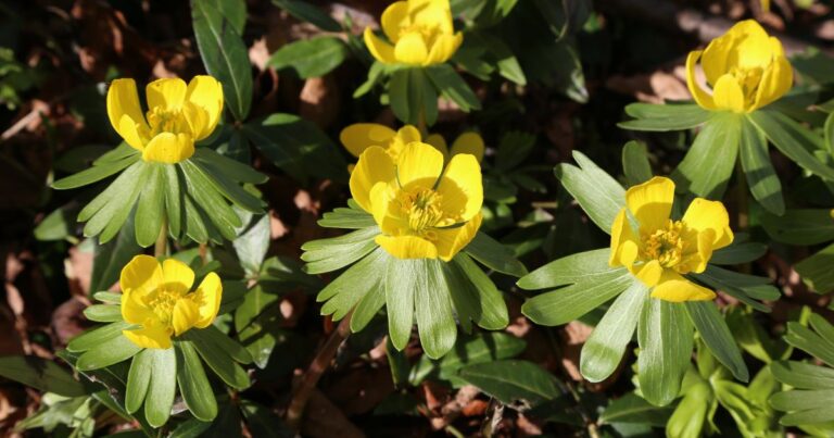 Winter Aconites: Bringing Sunshine to the Snow