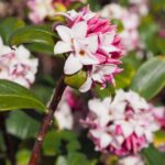 Winter Daphne: A Comprehensive Growing Guide