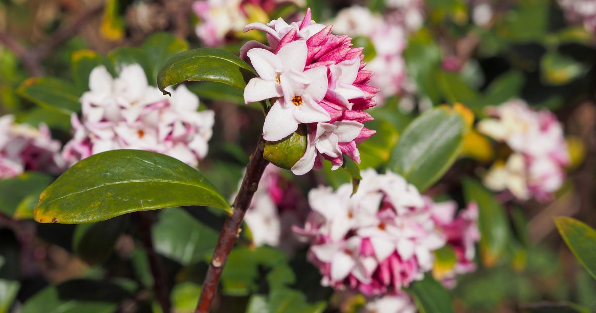 Winter Daphne A Comprehensive Growing Guide Complete Gardening