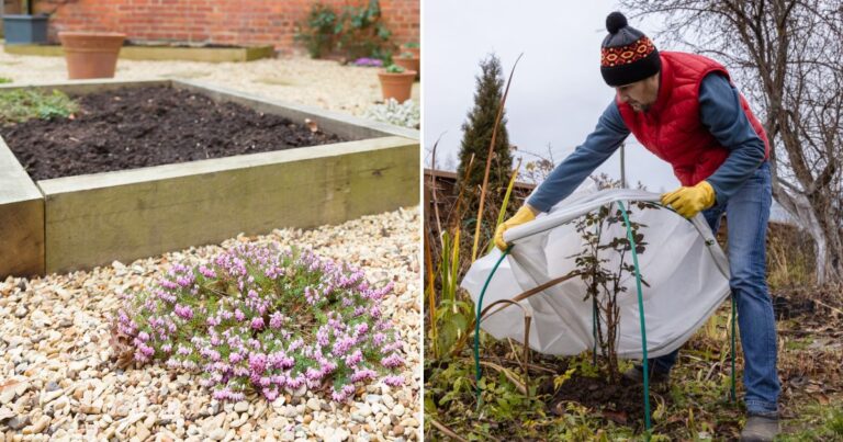 Winter Gardening Secrets: 17 Dos and Don’ts You Must Know