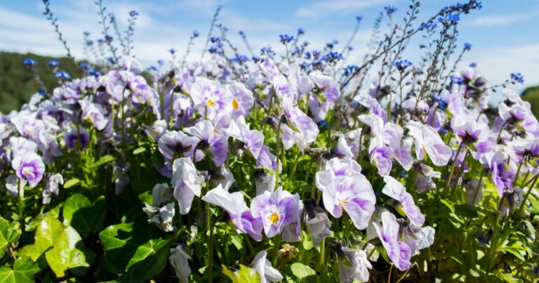 10 Essential Steps to Plant, Grow, and Care for Winter-Perfect Violas
