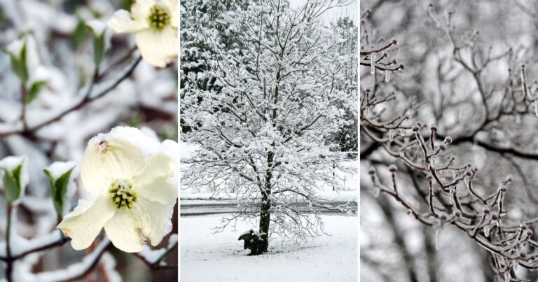 10 Essential Tips for Prepping Your Dogwoods for Winter