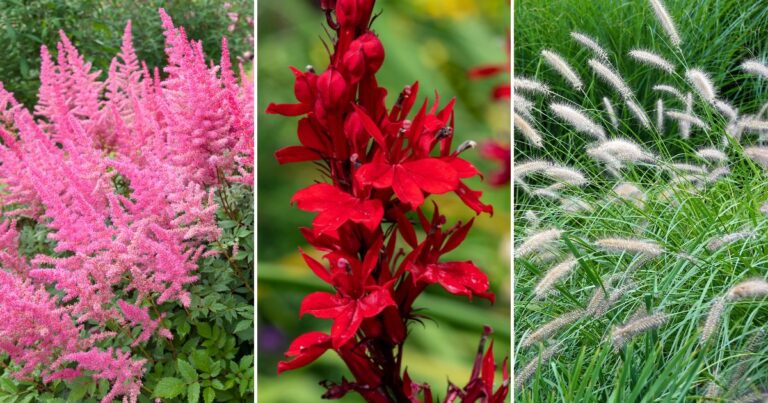 10 Perennials You Shouldn’t Cut Back This November