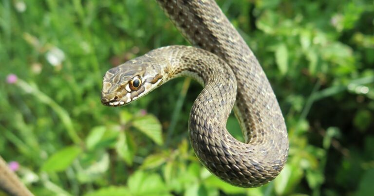 10 Snake-Eating Pets for Your Farm and Home