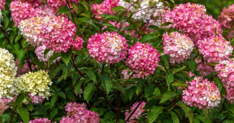 10 Steps for Dreamy Vanilla Strawberry Blooms