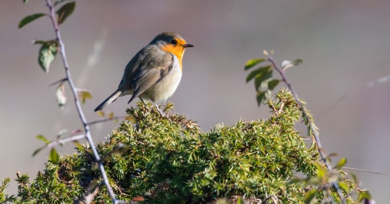12 Best Shrubs for Robin-Friendly Yards