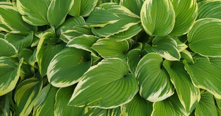 12 Fall Pruning Essentials for Healthy Hostas