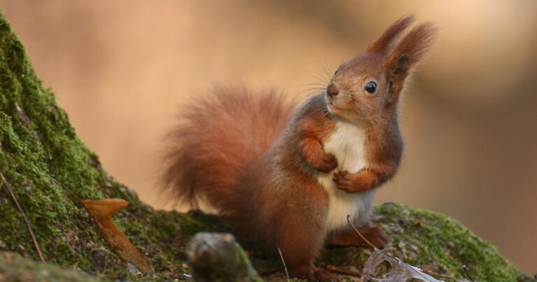 12 Natural Tactics to Reclaim Your Yard from Pesky Squirrels