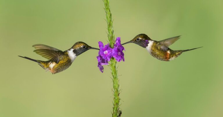 12 Things Scaring Hummingbirds Away From Your Yard