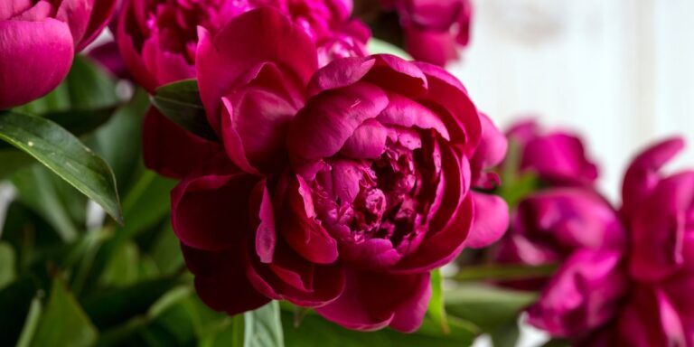 13 Best Perennials for Chilly Falls and Frosty Winters