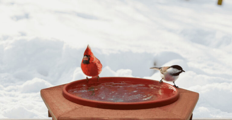 13 Clever Ways to Attract Owls and Predatory Birds to Your Winter Garden