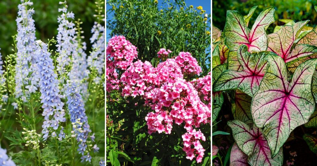 Create a Majestic Garden with These 13 Tall Perennials