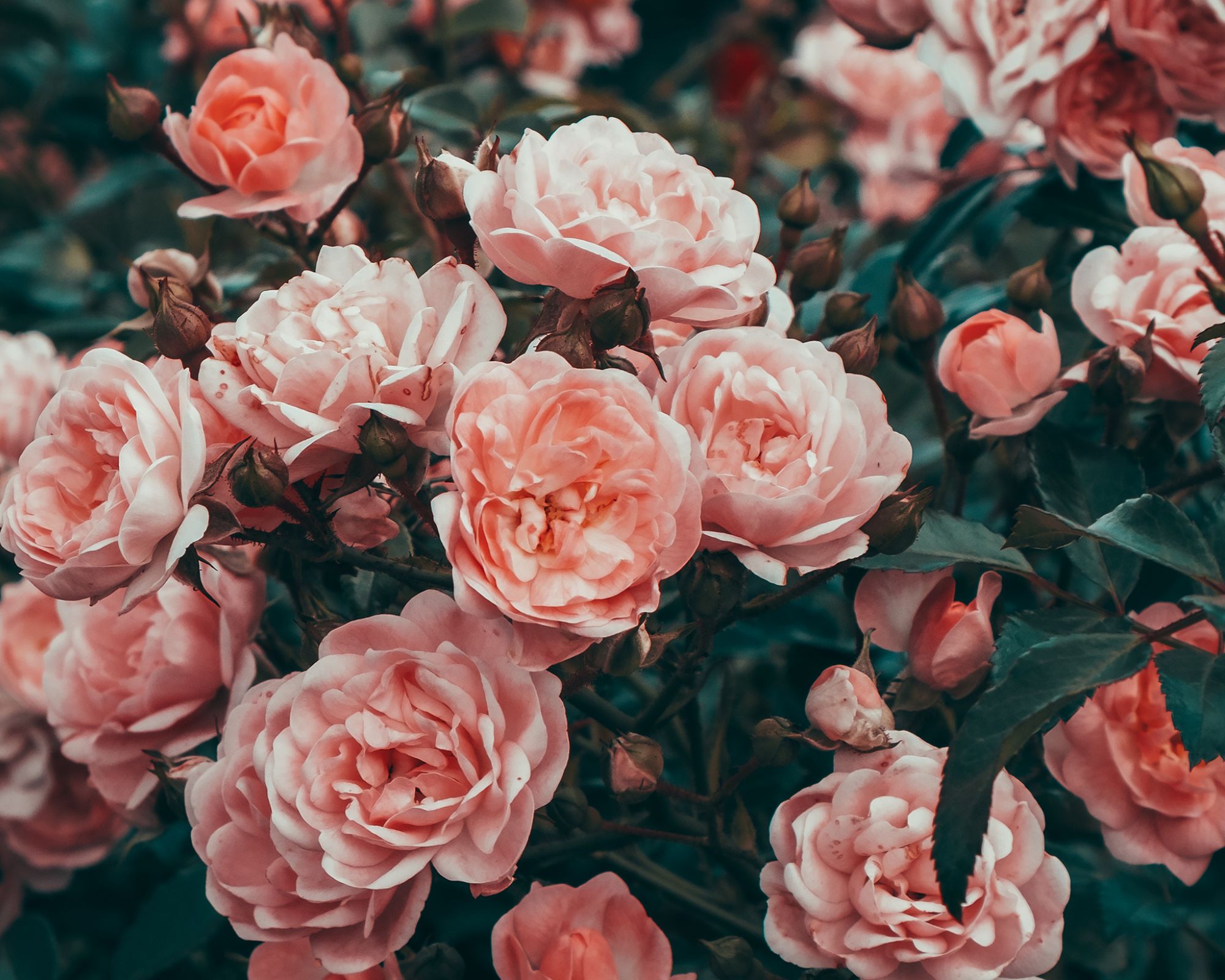 Long Garden Roses 20 Plants With Extremely Long Lifespans – Lasting Beauty for Your ...