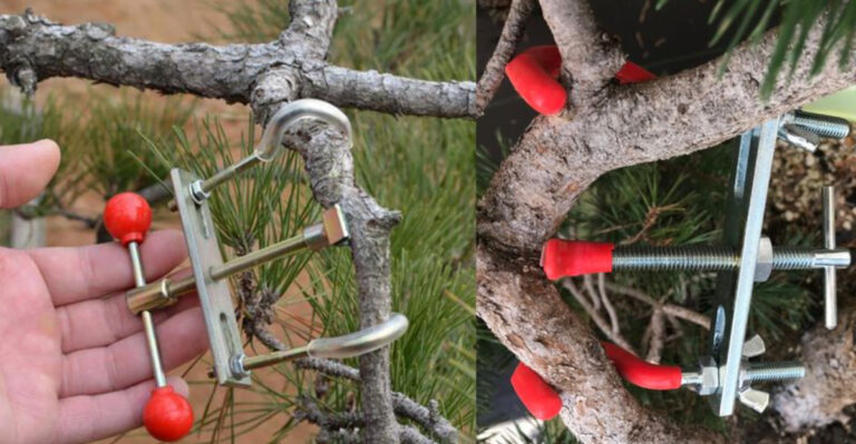 14 Expert Tips for Mastering Branch Manipulation for Healthier, Stronger Trees