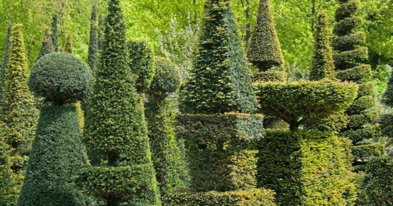 13 Perfect Dwarf Trees for Small Gardens & Patios