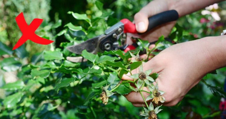 14 Plants You Should Never Deadhead
