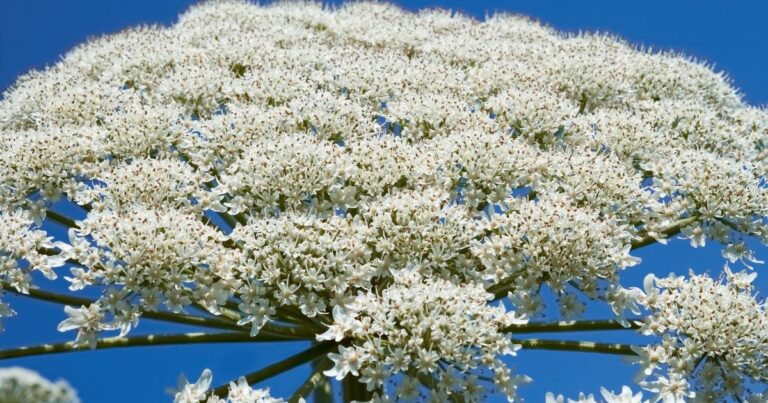 15 Dangerous Plants: What Not to Touch