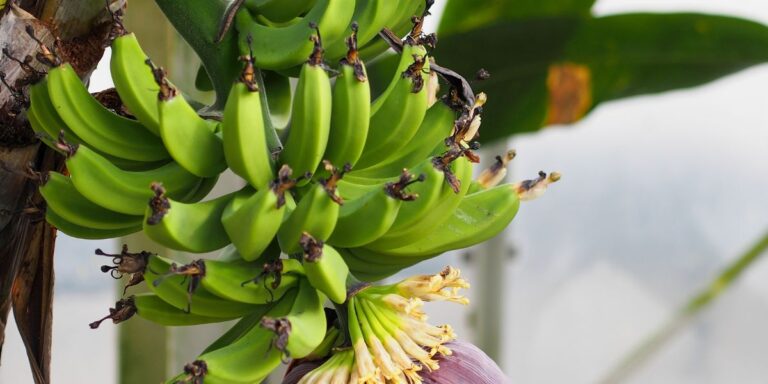 15 Easy Indoor Fruit Trees Anyone Can Grow