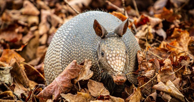 15 Scents Armadillos Hate: Keep Them Away