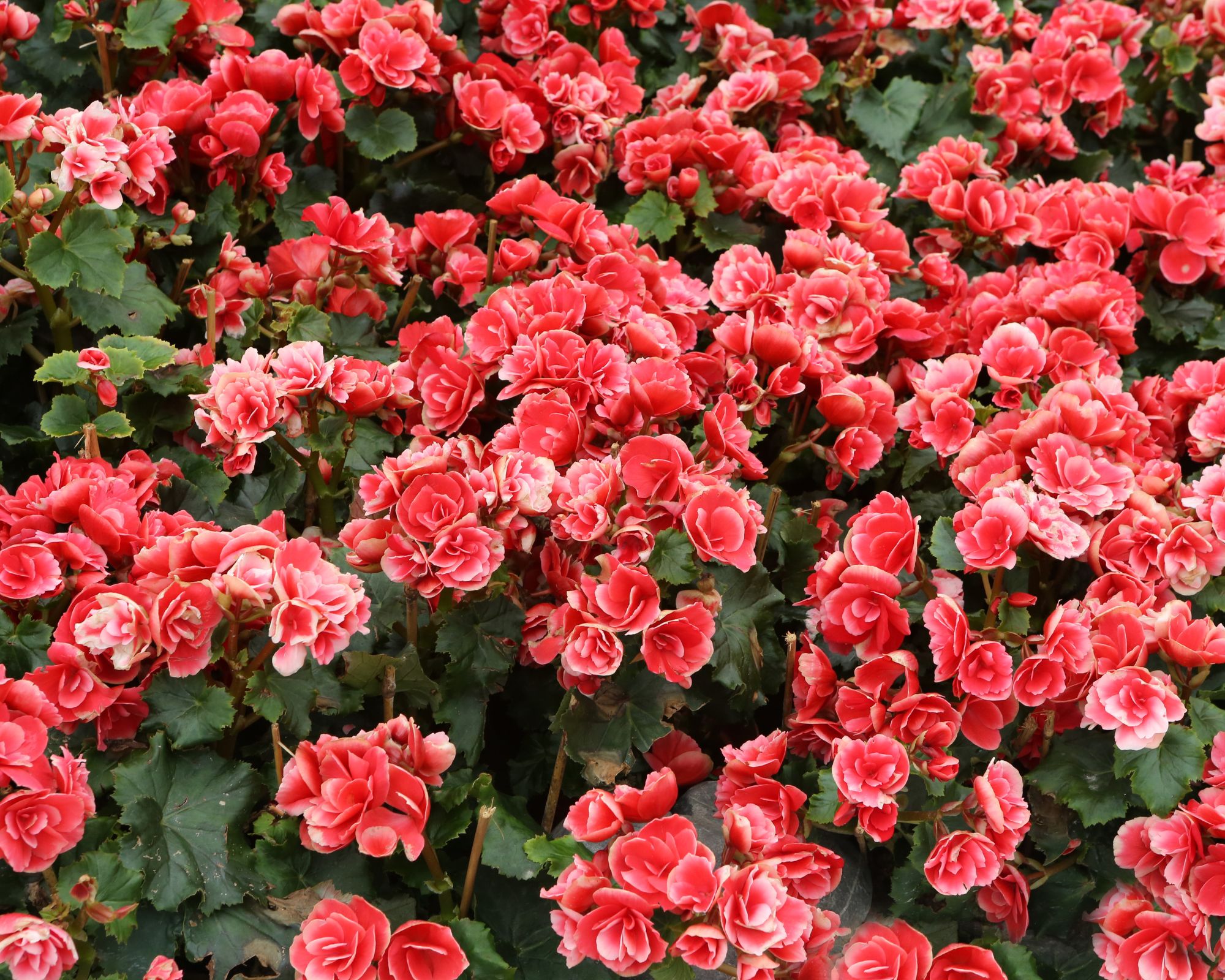 25 Must-Have Flowers for a Beautiful, Colorful Garden - Complete Gardening