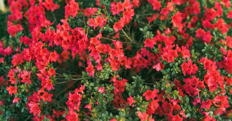 20 Best Flowering Shrubs for 2024 Landscapes